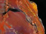 Red/Purple Arizona Petrified Wood Slab - #15551-2